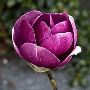 Magnolia Seeds Deep Purple Black Fragrant Non-GMO Tree Flower Seeds 10 Count