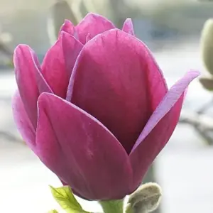 Magnolia Seeds Deep Purple Black Fragrant Non-GMO Tree Flower Seeds 10 Count