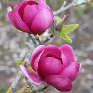 Magnolia Seeds Deep Purple Black Fragrant Non-GMO Tree Flower Seeds 10 Count