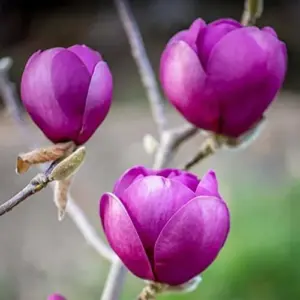 Magnolia Seeds Deep Purple Black Fragrant Non-GMO Tree Flower Seeds 10 Count
