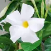 Mandevilla Sanderi Seeds Brazilian Jasmine Flower Seeds 100Pcs Colorful Fragrant Blooms