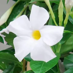 Mandevilla Sanderi Seeds Brazilian Jasmine Flower Seeds 100Pcs Colorful Fragrant Blooms