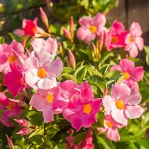 Mandevilla Sanderi Seeds Brazilian Jasmine Flower Seeds 100Pcs Colorful Fragrant Blooms