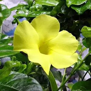 Mandevilla Sanderi Seeds Brazilian Jasmine Flower Seeds 100Pcs Colorful Fragrant Blooms