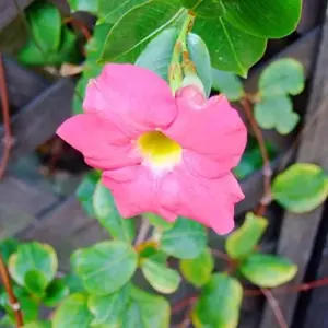 Mandevilla Sanderi Seeds Brazilian Jasmine Flower Seeds 100Pcs Colorful Fragrant Blooms