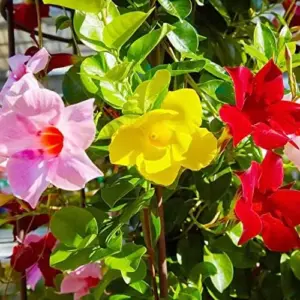 Mandevilla Sanderi Seeds Brazilian Jasmine Flower Seeds 100Pcs Colorful Fragrant Blooms