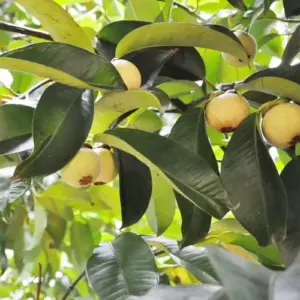 Mangosteen Seeds 90 Count Sweet Evergreen Tropical Fruit Seeds for Garden Backyard Outdoor GMO Free Brown