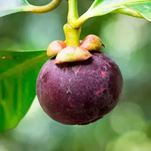Mangosteen Seeds 90 Count Sweet Evergreen Tropical Fruit Seeds for Garden Backyard Outdoor GMO Free Brown