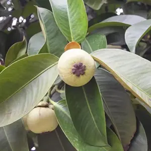 Mangosteen Seeds 90 Count Sweet Evergreen Tropical Fruit Seeds for Garden Backyard Outdoor GMO Free Brown