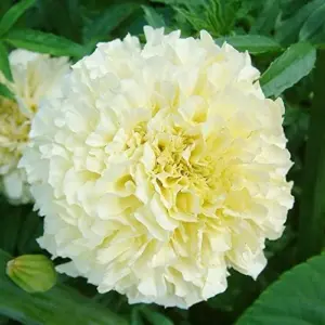Marigold Seeds Annual Flower White Yellow 35 Pcs Attract Butterflies Hummingbirds Fragrant Deer Drought Tolerant