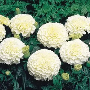 Marigold Seeds Annual Flower White Yellow 35 Pcs Attract Butterflies Hummingbirds Fragrant Deer Drought Tolerant