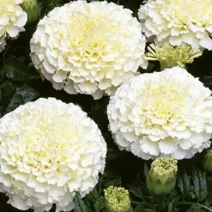 Marigold Seeds Annual Flower White Yellow 35 Pcs Attract Butterflies Hummingbirds Fragrant Deer Drought Tolerant