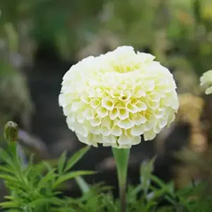 Marigold Seeds Annual Flower White Yellow 35 Pcs Attract Butterflies Hummingbirds Fragrant Deer Drought Tolerant