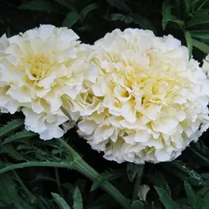 Marigold Seeds Annual Flower White Yellow 35 Pcs Attract Butterflies Hummingbirds Fragrant Deer Drought Tolerant