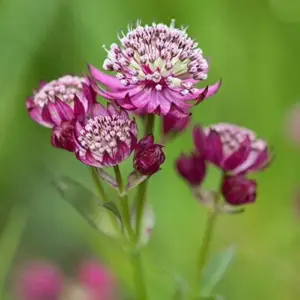 Masterwort Seeds Pink Perennial Flower Seeds 30 Pcs for Outdoor Gardens & Floral Arrangements