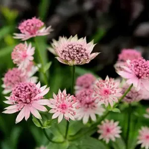 Masterwort Seeds Pink Perennial Flower Seeds 30 Pcs for Outdoor Gardens & Floral Arrangements