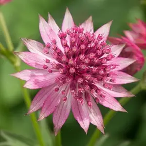 Masterwort Seeds Pink Perennial Flower Seeds 30 Pcs for Outdoor Gardens & Floral Arrangements