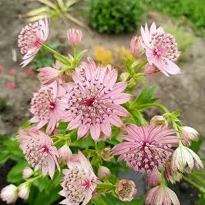 Masterwort Seeds Pink Perennial Flower Seeds 30 Pcs for Outdoor Gardens & Floral Arrangements