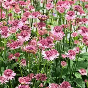 Masterwort Seeds Pink Perennial Flower Seeds 30 Pcs for Outdoor Gardens & Floral Arrangements