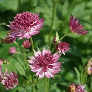 Masterwort Seeds Pink Perennial Flower Seeds 30 Pcs for Outdoor Gardens & Floral Arrangements
