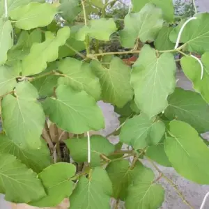 Mexican Pepperleaf Seeds 20Pcs Root Beer Plant Tropical Perennial Climbing Vine Green White GMO Free