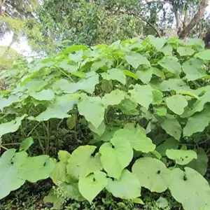 Mexican Pepperleaf Seeds 20Pcs Root Beer Plant Tropical Perennial Climbing Vine Green White GMO Free