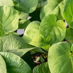 Mexican Pepperleaf Seeds 20Pcs Root Beer Plant Tropical Perennial Climbing Vine Green White GMO Free