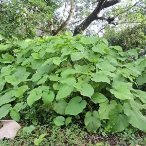 Mexican Pepperleaf Seeds 20Pcs Root Beer Plant Tropical Perennial Climbing Vine Green White GMO Free