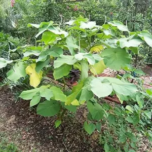 Mexican Pepperleaf Seeds 20Pcs Root Beer Plant Tropical Perennial Climbing Vine Green White GMO Free
