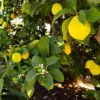 Meyer Lemon Seeds - Edible Skin, Sweet Pulp, Fragrant Flowers, Outdoor, 10 Pcs Fruit Seeds