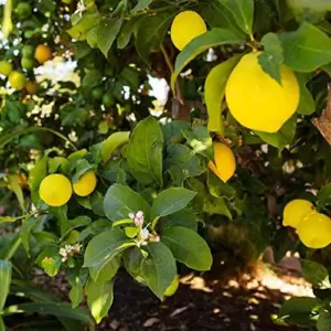 Meyer Lemon Seeds - Edible Skin, Sweet Pulp, Fragrant Flowers, Outdoor, 10 Pcs Fruit Seeds