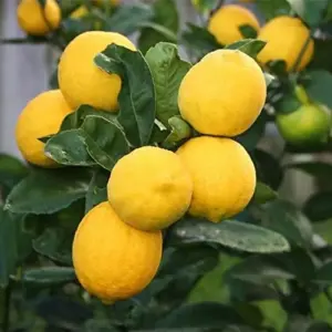 Meyer Lemon Seeds - Edible Skin, Sweet Pulp, Fragrant Flowers, Outdoor, 10 Pcs Fruit Seeds