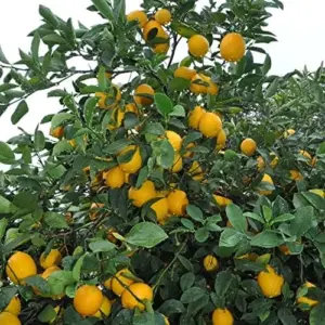 Meyer Lemon Seeds - Edible Skin, Sweet Pulp, Fragrant Flowers, Outdoor, 10 Pcs Fruit Seeds