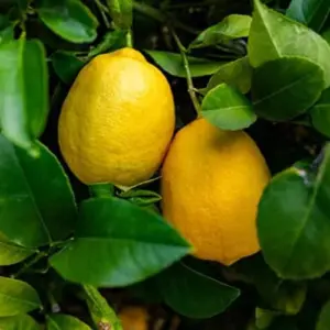 Meyer Lemon Seeds - Edible Skin, Sweet Pulp, Fragrant Flowers, Outdoor, 10 Pcs Fruit Seeds