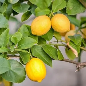 Meyer Lemon Seeds - Edible Skin, Sweet Pulp, Fragrant Flowers, Outdoor, 10 Pcs Fruit Seeds