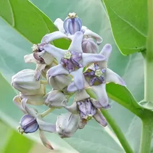 Milkweed Seeds - Perennial Broadleaf Evergreen Plant, Attracts Butterflies, Drought Tolerant, Hedge/Border, Outdoor, 5 Count