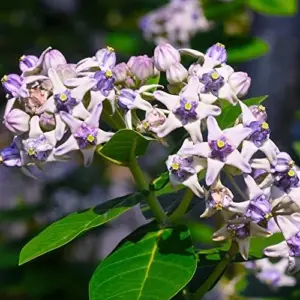 Milkweed Seeds - Perennial Broadleaf Evergreen Plant, Attracts Butterflies, Drought Tolerant, Hedge/Border, Outdoor, 5 Count