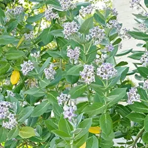 Milkweed Seeds - Perennial Broadleaf Evergreen Plant, Attracts Butterflies, Drought Tolerant, Hedge/Border, Outdoor, 5 Count