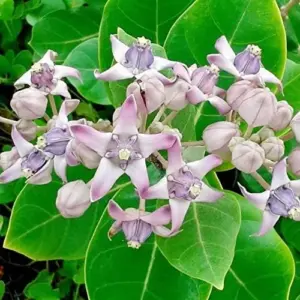 Milkweed Seeds - Perennial Broadleaf Evergreen Plant, Attracts Butterflies, Drought Tolerant, Hedge/Border, Outdoor, 5 Count