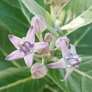 Milkweed Seeds - Perennial Broadleaf Evergreen Plant, Attracts Butterflies, Drought Tolerant, Hedge/Border, Outdoor, 5 Count