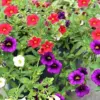 Million Bells Flower Seeds 100Pcs, Ornamental Low Growing Trailing Plants, Red Purple Yellow, Outdoor