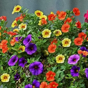 Million Bells Flower Seeds 100Pcs, Ornamental Low Growing Trailing Plants, Red Purple Yellow, Outdoor