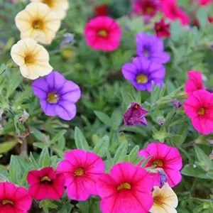 Million Bells Flower Seeds 100Pcs, Ornamental Low Growing Trailing Plants, Red Purple Yellow, Outdoor