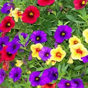 Million Bells Flower Seeds 100Pcs, Ornamental Low Growing Trailing Plants, Red Purple Yellow, Outdoor