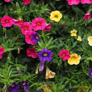 Million Bells Flower Seeds 100Pcs, Ornamental Low Growing Trailing Plants, Red Purple Yellow, Outdoor