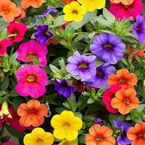 Million Bells Flower Seeds 100Pcs, Ornamental Low Growing Trailing Plants, Red Purple Yellow, Outdoor