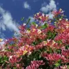 Mixed Honeysuckle Seeds 1000+ Pack - Fragrant Cloud Vine Flowers - Non-GMO Pink Red White