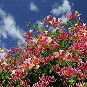 Mixed Honeysuckle Seeds 1000+ Pack - Fragrant Cloud Vine Flowers - Non-GMO Pink Red White