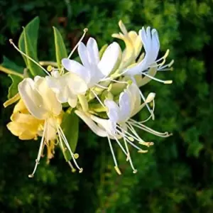 Mixed Honeysuckle Seeds 1000+ Pack - Fragrant Cloud Vine Flowers - Non-GMO Pink Red White