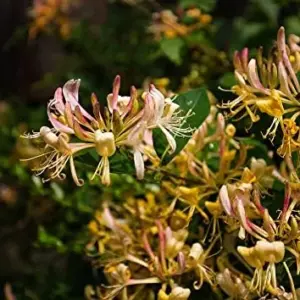 Mixed Honeysuckle Seeds 1000+ Pack - Fragrant Cloud Vine Flowers - Non-GMO Pink Red White